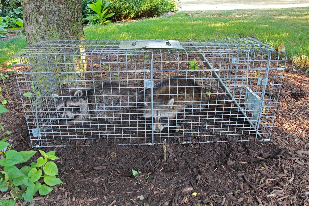 Sealing Homes After Raccoon Removal