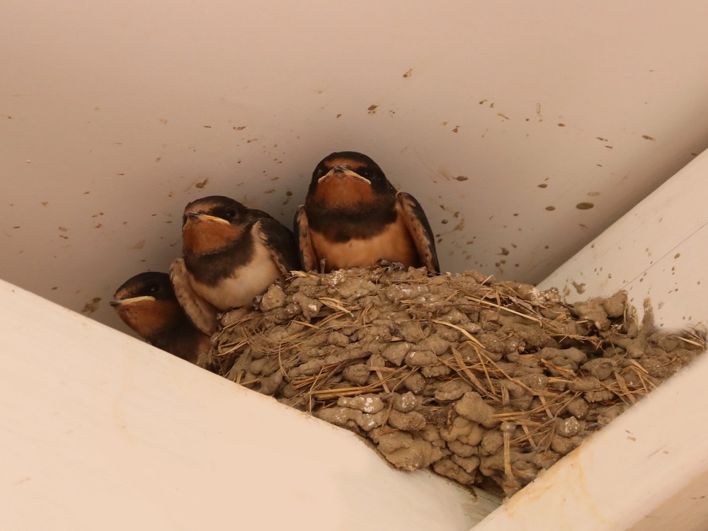 Step-by-Step: How to Get Rid of Birds in the Attic