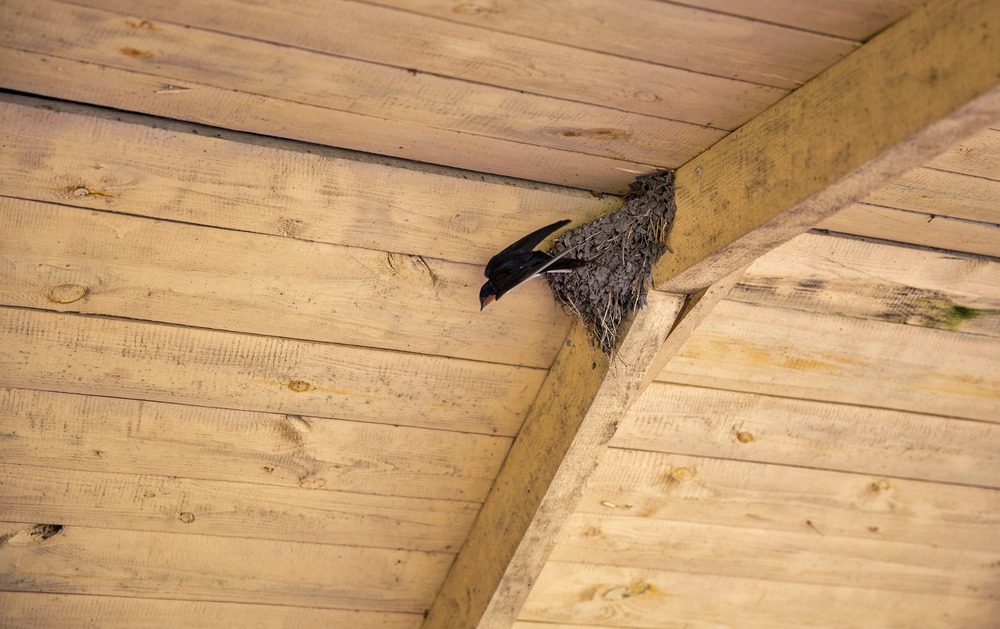 When to Call Professional Bird in Attic Removal Services