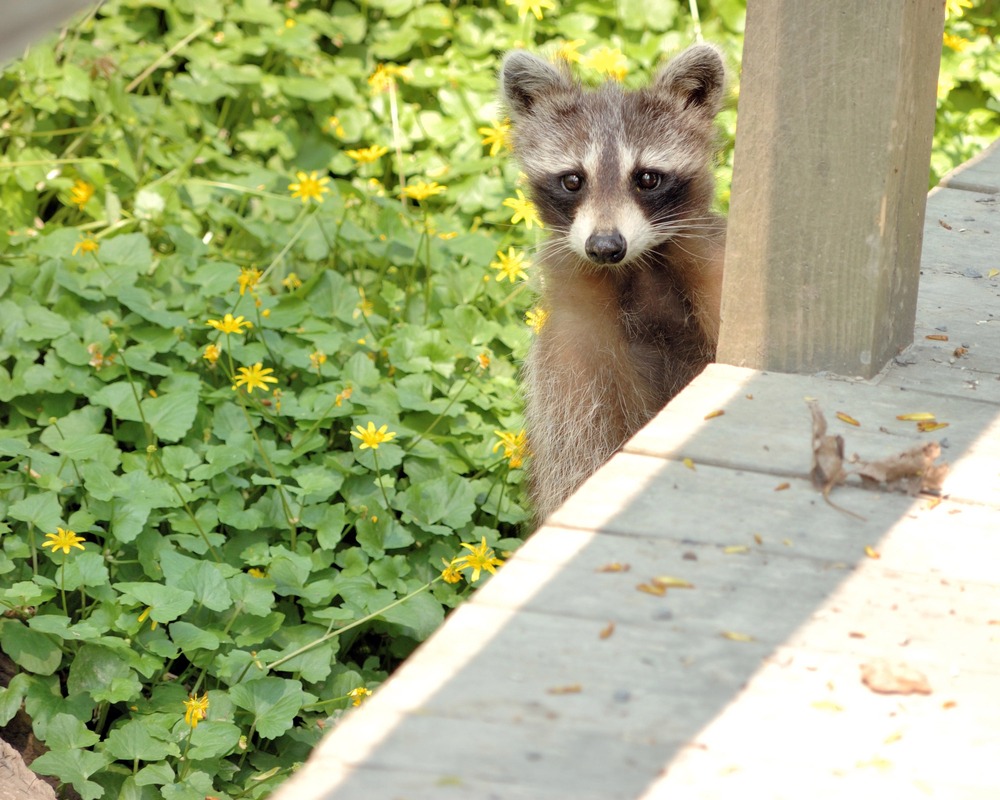 Your Path to Permanent Raccoon Protection