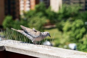 steel barbs or spikes to repel birds such as pigeons installed on walls and windows of buildings. Pest control concept